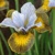 Iris Sibirica Uncorked
