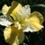 Iris Sibirica Summer Revels