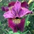 Iris Sibirica Miss Apple