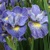 Iris Sibirica Cape Cod Boys