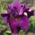 Iris Sibirica Devils Dream