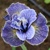Iris Sibirica Magnetism
