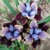 Iris Sibirica Black Joker