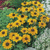 Echinacea Toto Gold