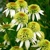Echinacea Double Lime