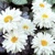 Leucanthemum Victorian Secret