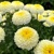 Leucanthemum Luna