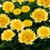 Leucanthemum Izabel