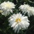 Leucanthemum Rebecca