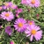 Astra Woods Pink