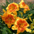 Laliovka Orange Blossom Special