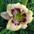 Laliovka Victorian Garden Heaven Appleuse