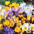 Krokus Botanic Mix - 10 ks v balení