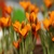 Krokus Orange Monarch - 5 ks v balení