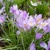 Krokus Tommasinianus - 10 ks v balení