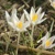 Krokus Tommasinianus Albus - 3 ks v balení