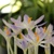 Krokus Lilac Beauty - 5 ks v balení