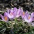 Krokus Roseus - 5 ks v balení