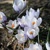 Krokus Weldenii Fairy - 3 ks v balení