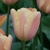 Tulipany Apricot Fox - 3 ks v balení
