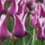 Tulipany Ballade - 3 ks v balení