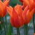 Tulipany Ballerina - 3 ks v balení