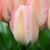 Tulipany Bella Blush - 3 ks v balení