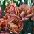 Tulipany Brasil 1ks