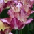 Tulipany Colour Fusion - 2 ks v balení