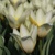 Tulipany Concerto - 3 ks v balení