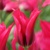 Tulipany Dolls Minuet - 3 ks v balení