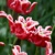 Tulipany Crown of Elegant - 3 ks v balení