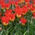 Tulipany Flames Mystery - 3 ks v balení