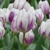Tulipany Flaming Flag - 3 ks v balení