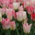 Tulipany Purissima Flaming - 3 ks v balení