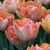 Tulipany Foxy Foxtrot - 2 ks v balení