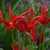 Tulipany Go Go Red 1ks