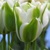 Tulipany Green Day 1ks