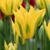 Tulipany Green Mile - 2 ks v balení