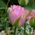 Tulipany Groenland - 3 ks v balení