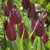 Tulipany Indeland - 3 ks v balení