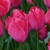 Tulipany Van Eijk Lady - 3 ks v balení