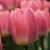 Tulipany Light and Dreamy - 3 ks v balení