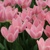 Tulipany Light and Dreamy - 3 ks v balení