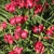 Tulipany Little Beauty - 5 ks v balení