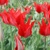 Tulipany Liz de Velours 1ks