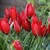 Tulipany Lizzy - 5 ks v balení