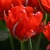 Tulipany Love Valley - 3 ks v balení