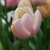 Tulipany Mango Charm - 3 ks v balení