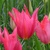 Tulipany Mariette - 3 ks v balení